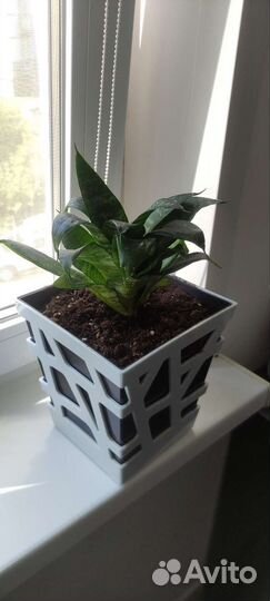 Сансевиерия Ханни грин