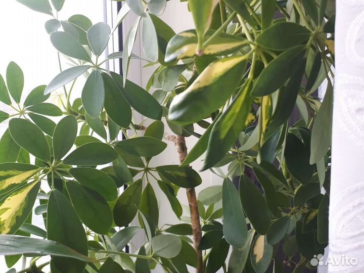 Комнатные цветы шефлера неукорененные