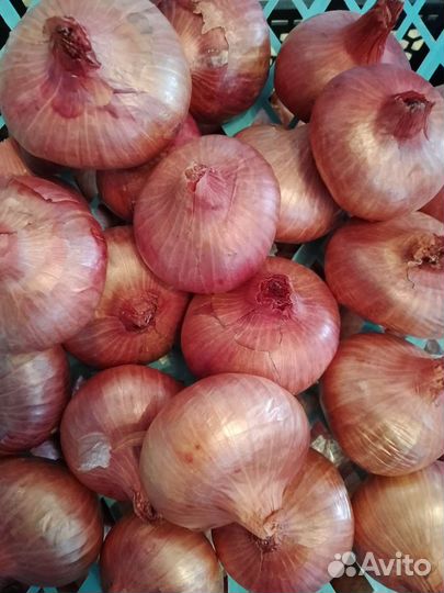 Лук Кудымкарский семейный