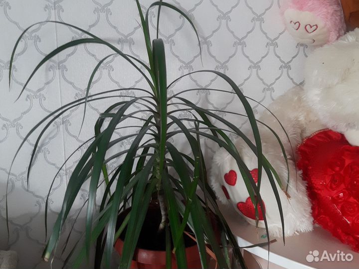 Пальма драцена