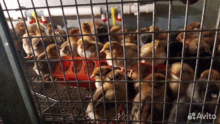 Цыплята (кучинские юбилейные)