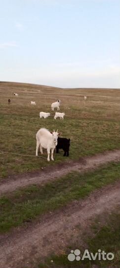 Козы,козлы и козлята