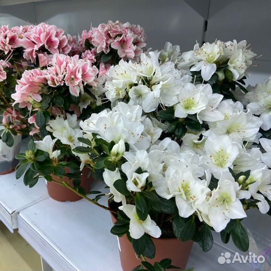 Азалия Симси микс