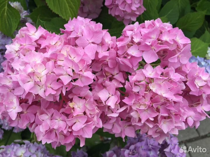 Гортензии разные большие и маленькие