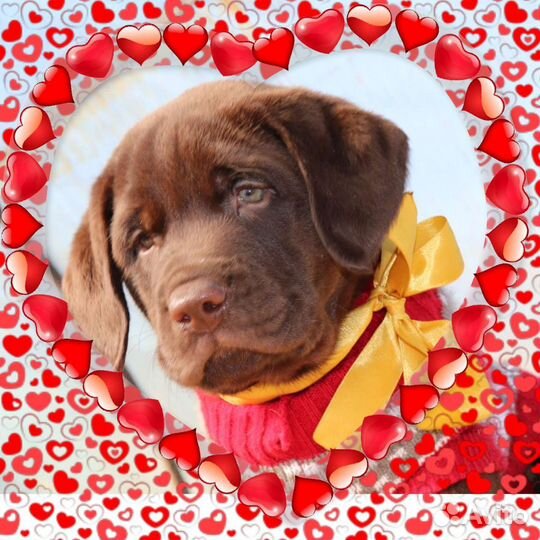 Лабрадор щенки