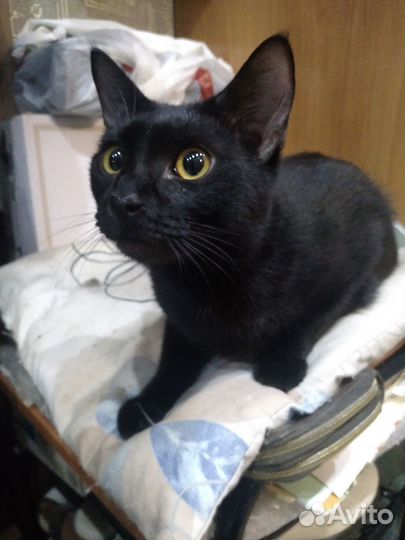 Кошка Багира