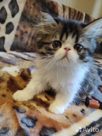 Продам персидского котёнка