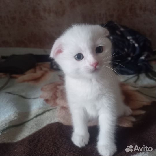Британские вислоухие котята