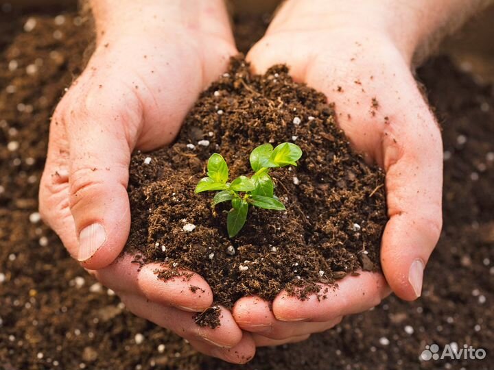 Торфогрунт