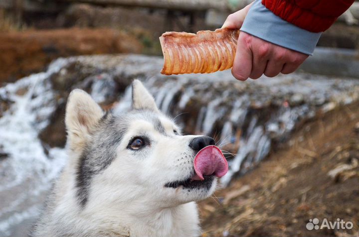 Сушеные лакомства для собак, бычий корень