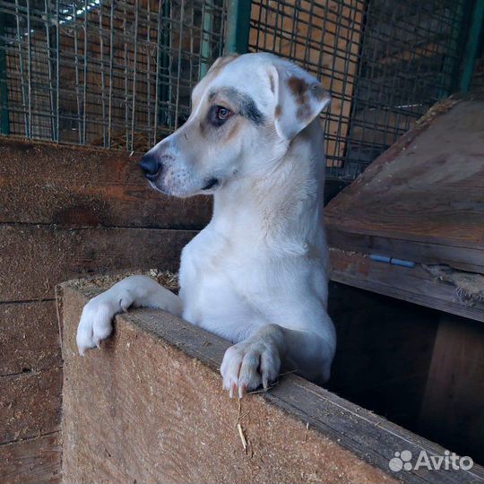 Статный сильный красавец Зевс из приюта ищет дом