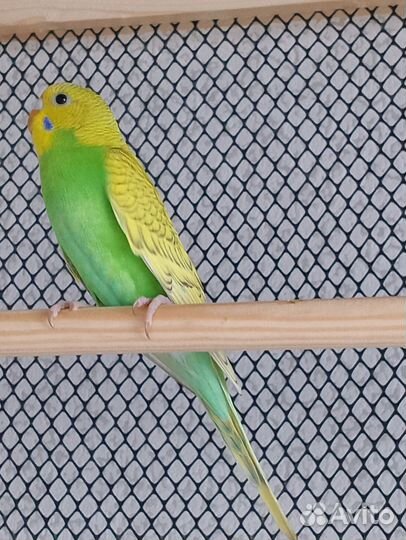 Волнистые попугайчики подростки