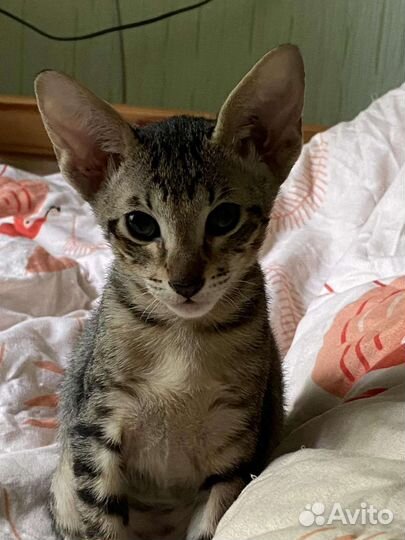 Ориентальный котенок