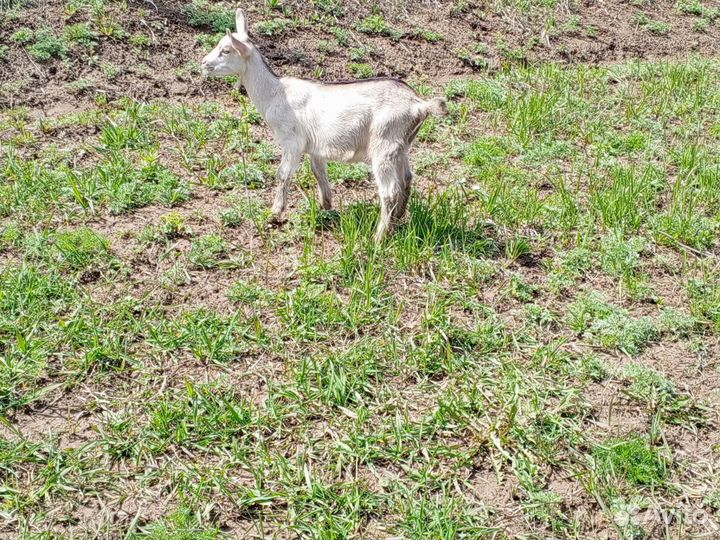 Козлы и козочки