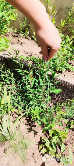 Спирея серая