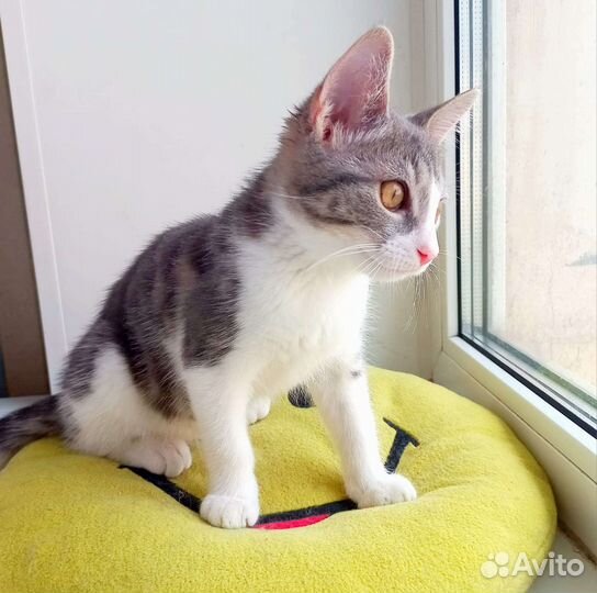 Котята, котенок в дар