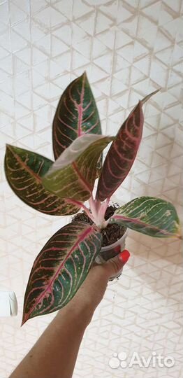 Аглаонемы тайские