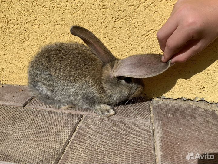 Кролик фаундер