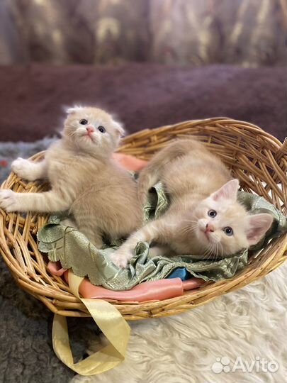 Котята в добрые руки даром