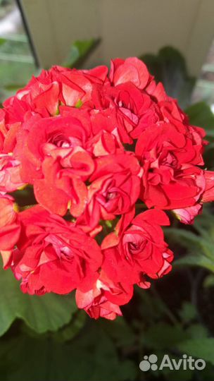 Пеларгония герань