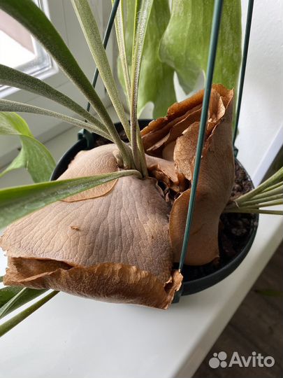 Папоротник платицериум