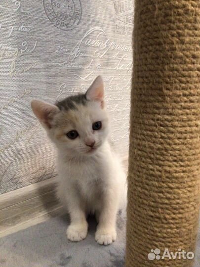 Котята бесплатно
