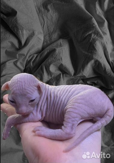Донской сфинкс котята