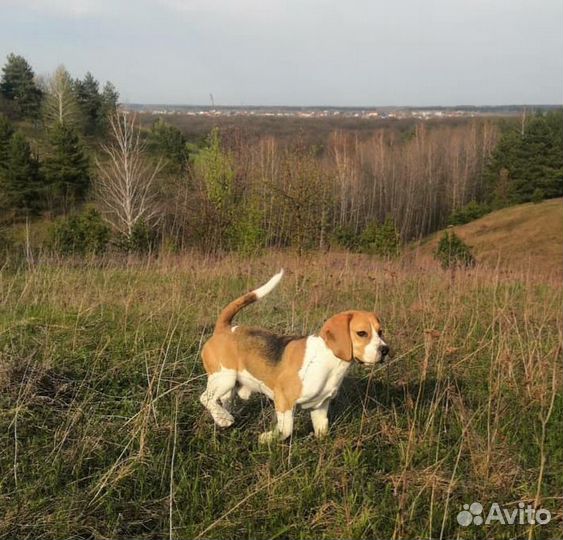 Бигль вязка