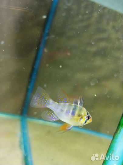 Аквариумные рыбки и растения в магазине