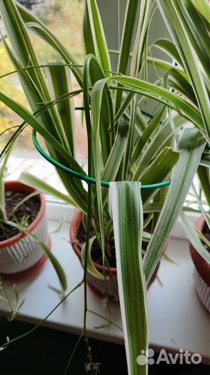 Хлорофитум