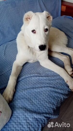 Среднеазиатская овчарка Алабай