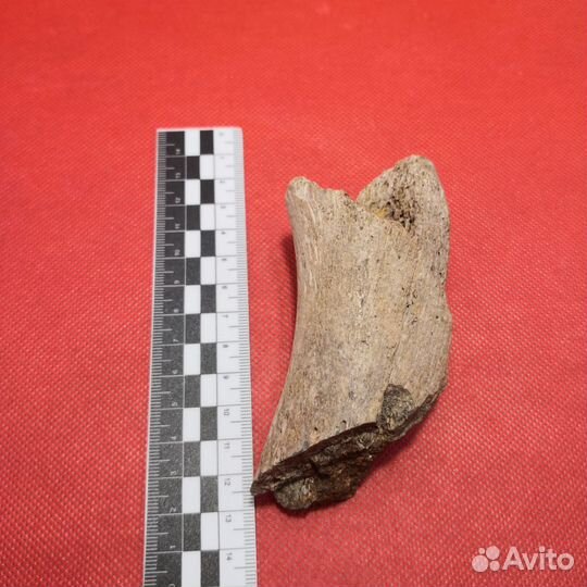 Кость плезиозавра, 95-97 млн лет