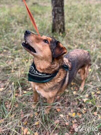 Очень спокойный нежный парень ищет дом