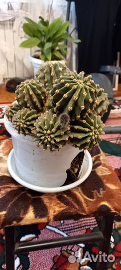 Кактус разные сорта