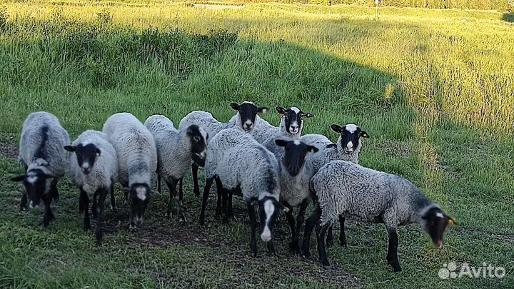 Пельмени домашние, мясо баранины, уток