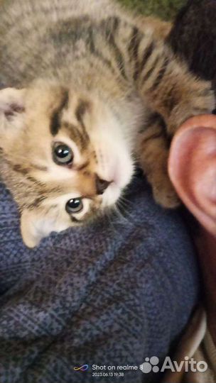 Домашние животные кошки