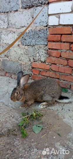 Кролики серый великан и ризен