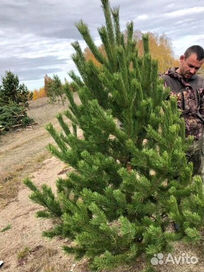 Сосна оптом