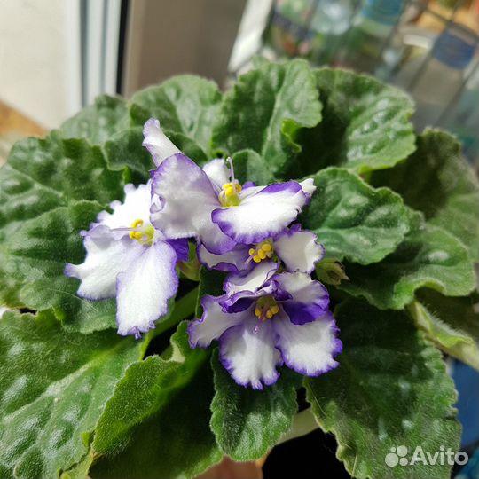 Стрептокарпусы, фиалки, оксалисы