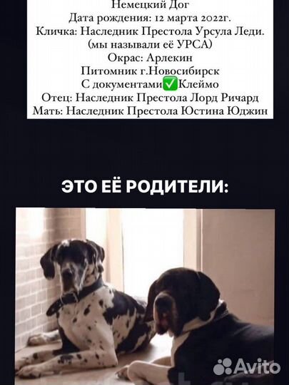 Продам Немецкого Дога - девочка, 1,5 года