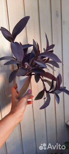 Традесканция фиолетовая (пурпурная)