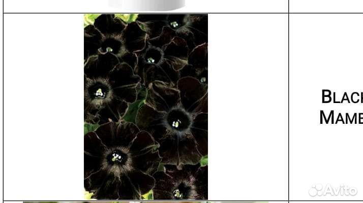 Петуния вегетативная