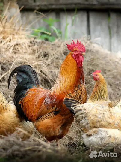 Продам Петухов
