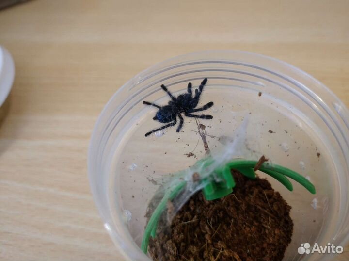 Пауки птицееды