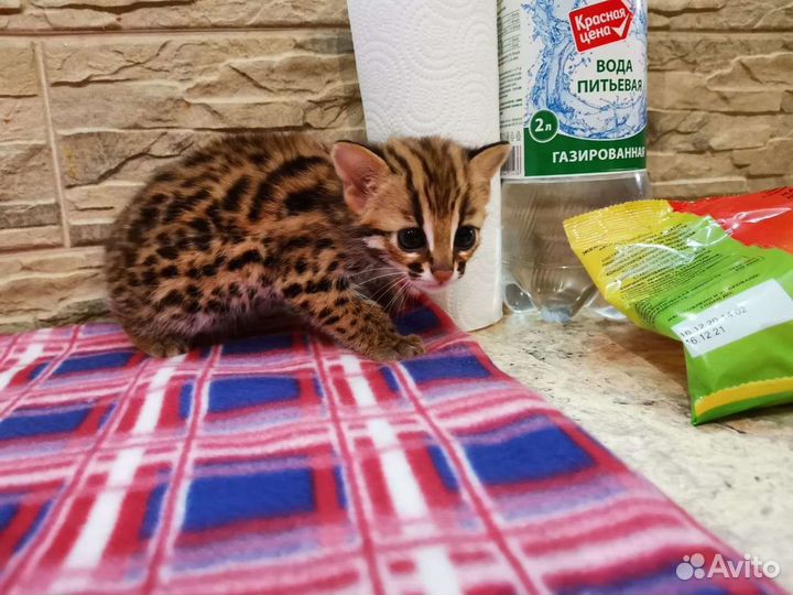 Алк только родились. Леопардовые азиатские кошки