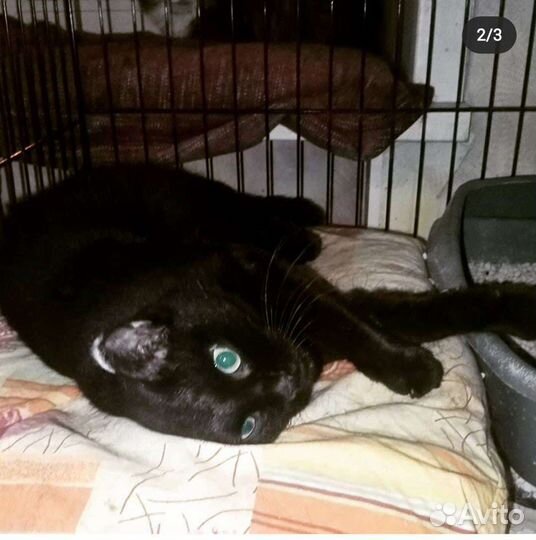 Котик Джо