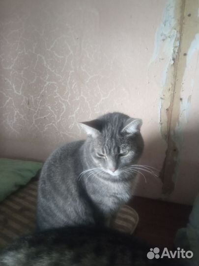 Кошечка в добрые руки