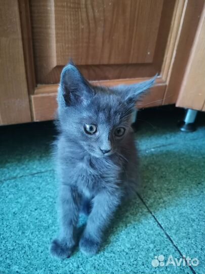 Кошка