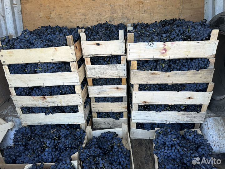 Виноград Молдова