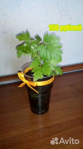 Циссус или берёзка (комнатный виноград)